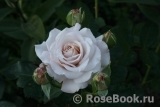Kordes' Rosenfaszination ® Kordes' Rosenfaszination ®