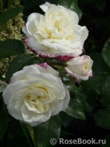 Alabaster Alabaster