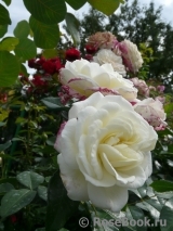 Alabaster Alabaster