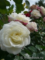 Alabaster Alabaster