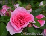 Gertrude Jekyll Gertrude Jekyll