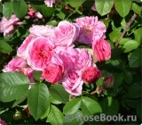 Gertrude Jekyll Gertrude Jekyll