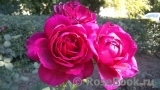 Johann Wolfgang von Goethe Rose® Johann Wolfgang von Goethe Rose®