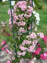Heavenly Pink Heavenly Pink