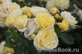 Golden Border Golden Border