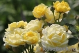 Golden Border Golden Border