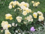 Golden Border Golden Border