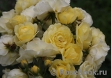 Golden Border Golden Border