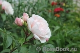 Generous Gardener, The Generous Gardener, The