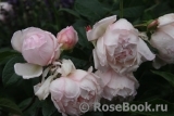 Generous Gardener, The Generous Gardener, The