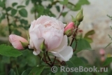 Generous Gardener, The Generous Gardener, The