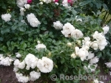 White Meidiland White Meidiland