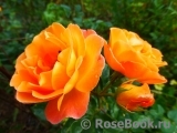 Rosemary Harkness Rosemary Harkness