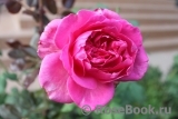 Johann Wolfgang von Goethe Rose® Johann Wolfgang von Goethe Rose®