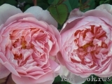 The Alnwick Rose The Alnwick Rose