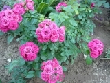 Lovely Lydia® Lovely Lydia®