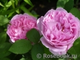 Mary Rose Mary Rose