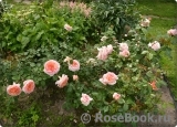 Abraham Darby Abraham Darby