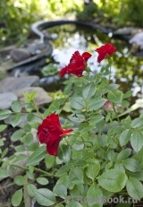 Scarlet