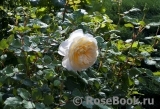 Crocus Rose® 