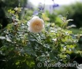 Crocus Rose® 