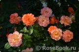 Westerland Westerland