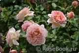 Jubilee Celebration® Jubilee Celebration®