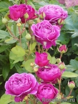 Heidi Klum Rose Heidi Klum Rose