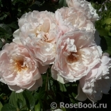 Generous Gardener, The Generous Gardener, The
