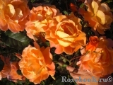 Westerland Westerland