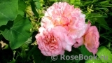 Augusta Luise Augusta Luise