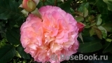 Augusta Luise Augusta Luise