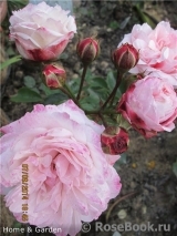 Home & Garden Home & Garden