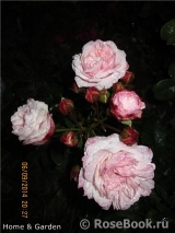Home & Garden Home & Garden