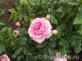 Rosenfee Rosenfee