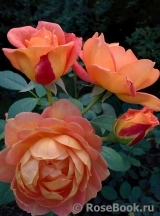 Lady of Shalott Lady of Shalott