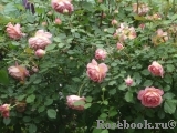 Jubilee Celebration® Jubilee Celebration®