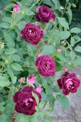 Burgundy Ice Burgundy Ice