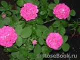 Rose de Rescht Rose de Rescht