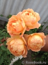 Lady of Shalott Lady of Shalott