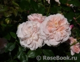 Garden of Roses Garden of Roses