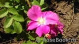 Rosa rugosa rubra Rosa rugosa rubra
