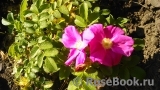 Rosa rugosa rubra Rosa rugosa rubra