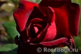 Schwarze Madonna Schwarze Madonna