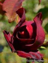 Schwarze Madonna Schwarze Madonna