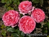 La Rose de Molinard ® La Rose de Molinard ®