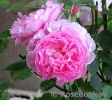 Mary Rose Mary Rose