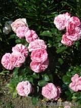 Baronesse Baronesse