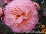 Augusta Luise Augusta Luise