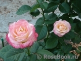 Belle Perle Belle Perle